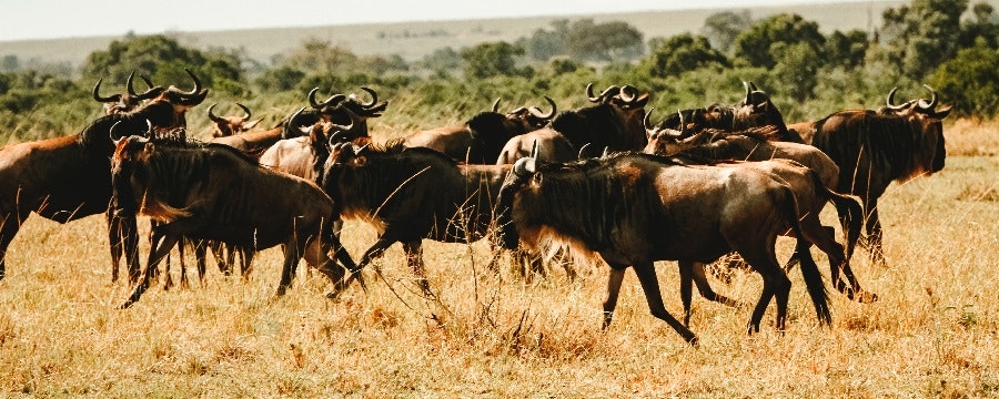 Africantrust Safari gallery image