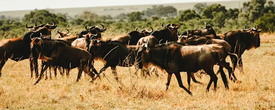 Africantrust Safari gallery image