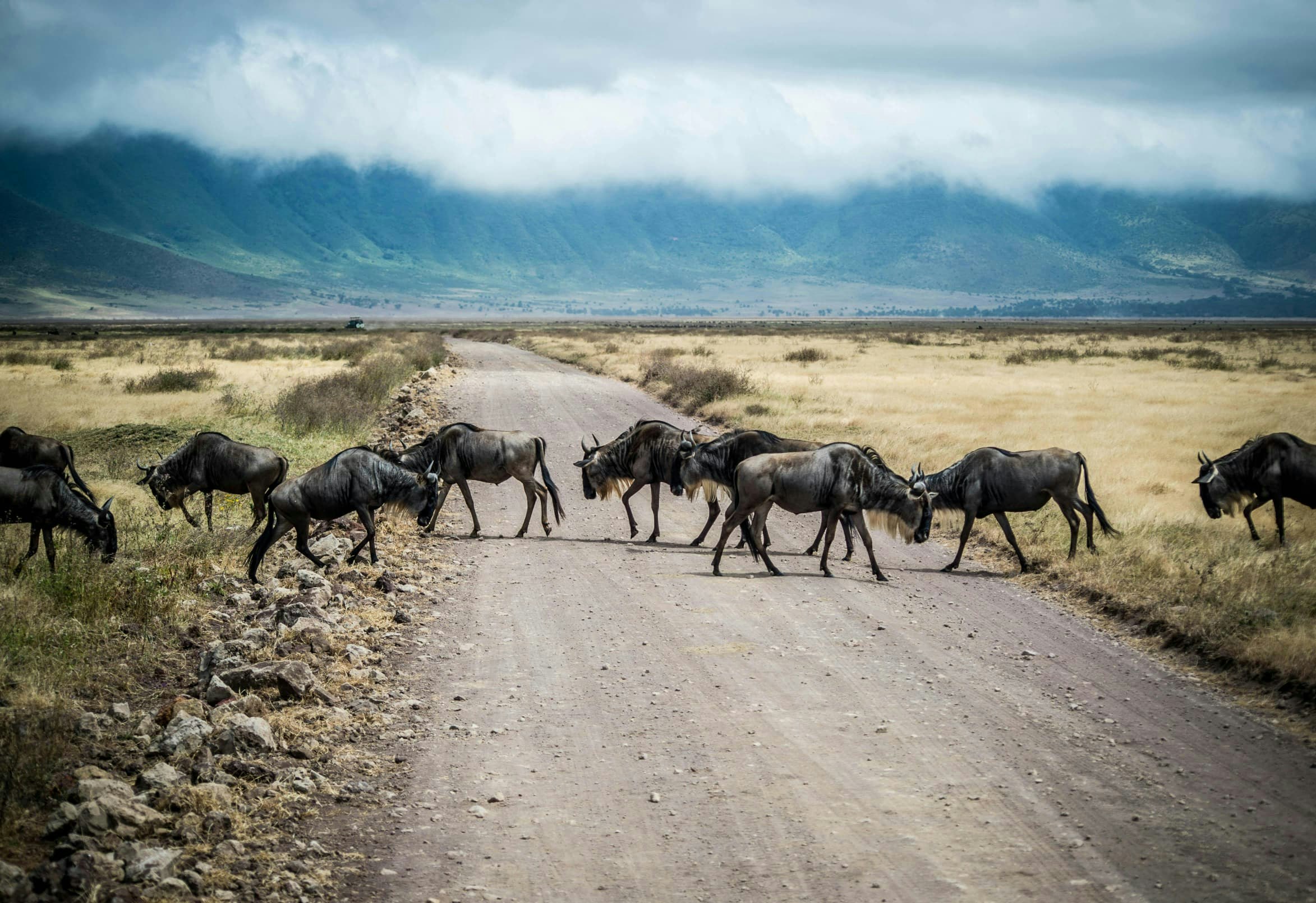 Africantrust Safari gallery image