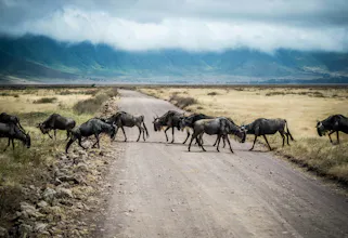 Africantrust Safari gallery image