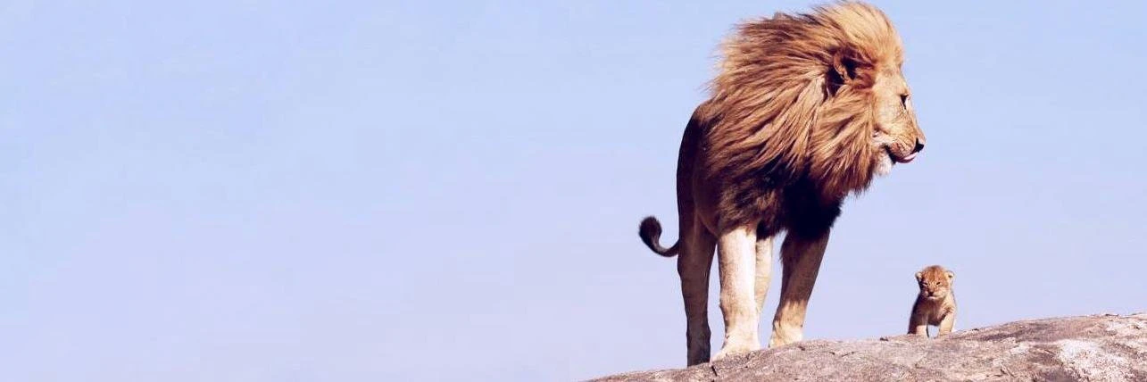 Nikola Brežnjak cover