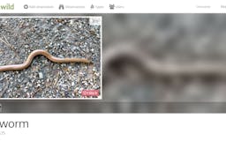 Spotwild.org - Help to protect our nature media 2