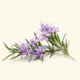 Rosemary Essential Oil