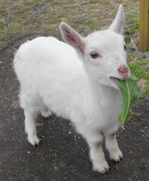 Goat Attack gallery image