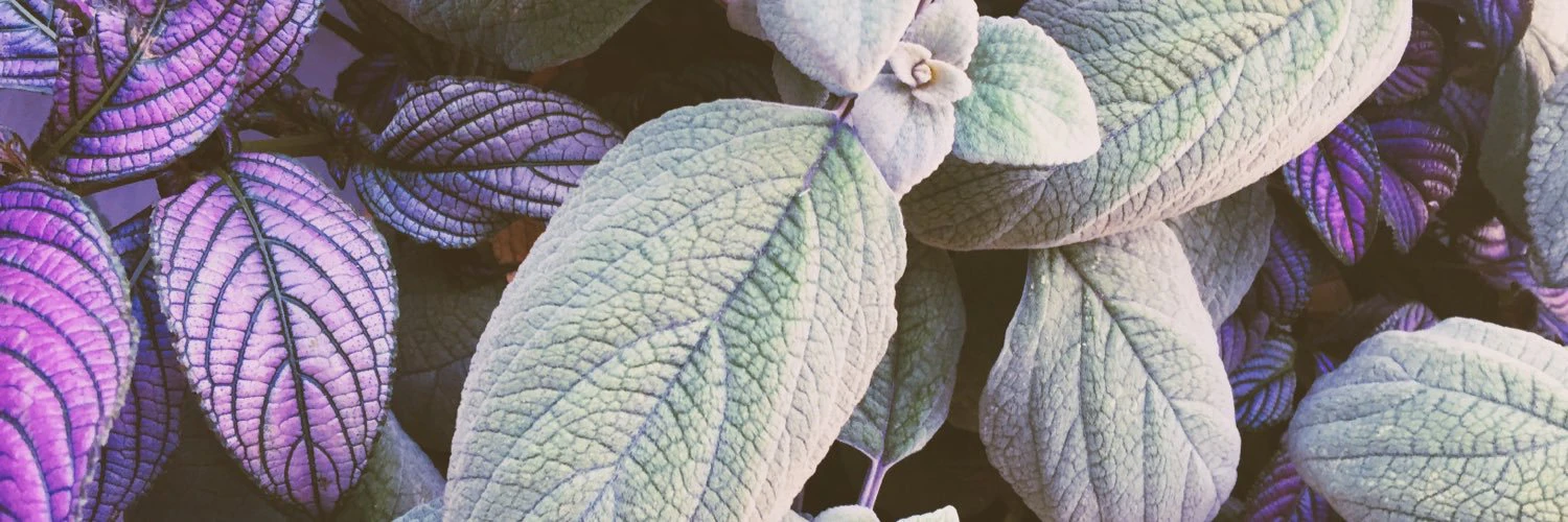 Piyush Gururani cover