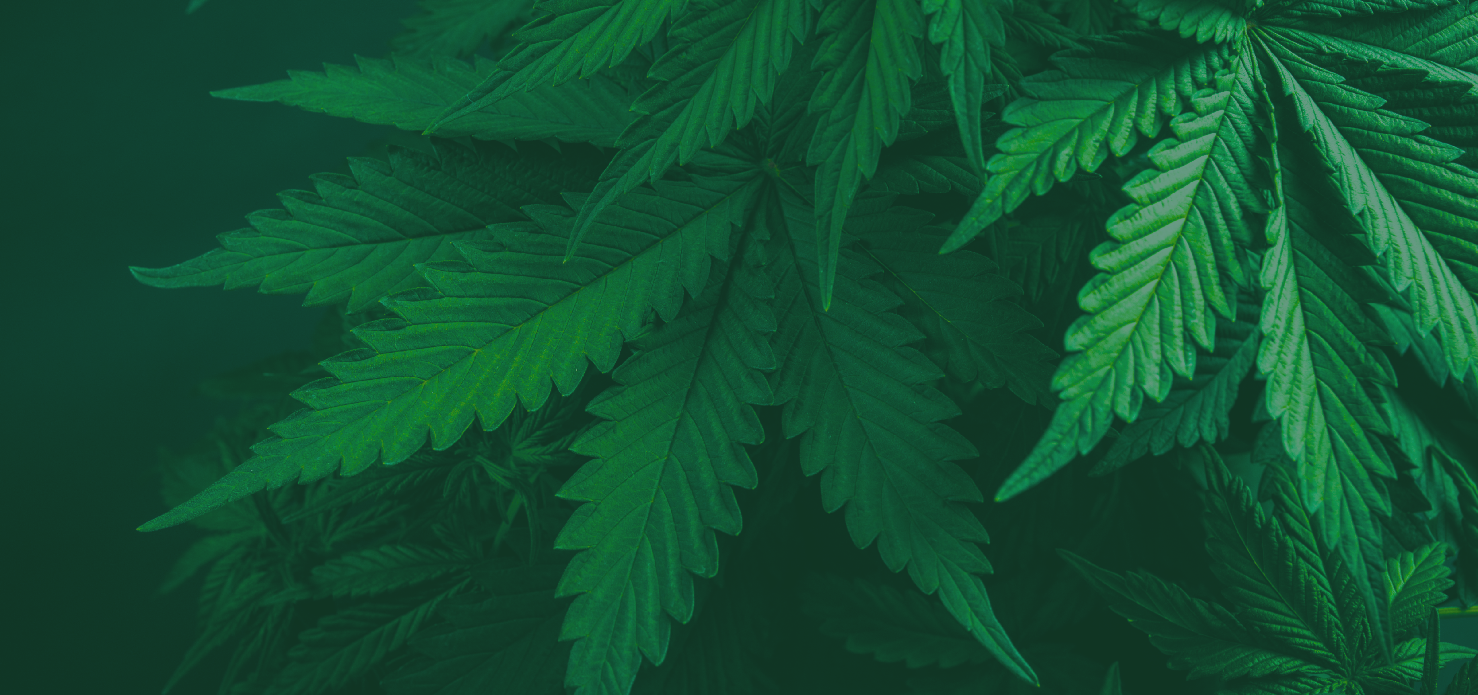 Media Pharma - Ganja 1