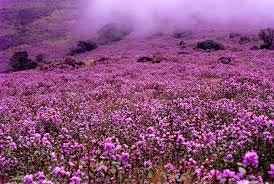 Munnar Tour Packages gallery image