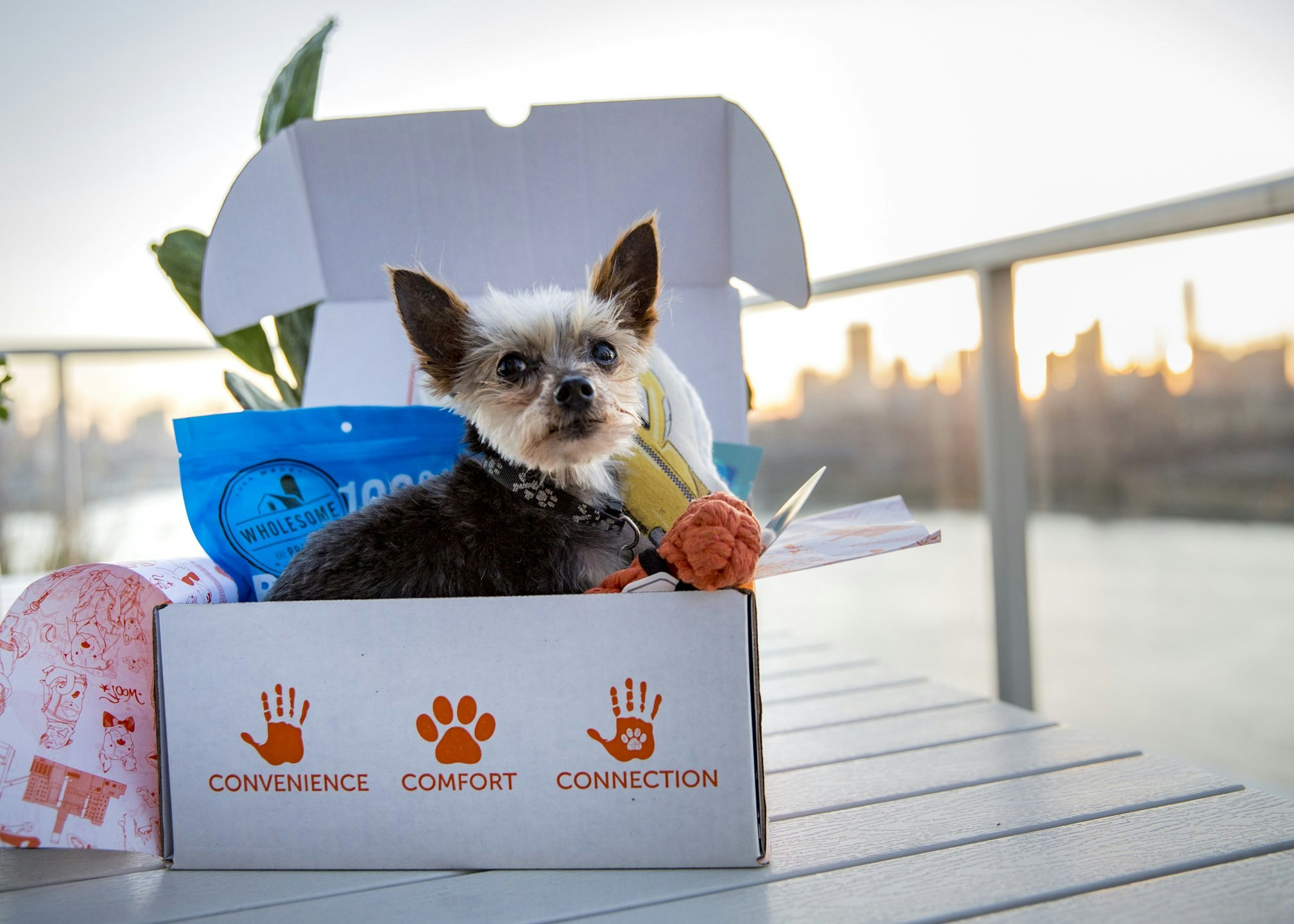 ShaggySwag gallery image