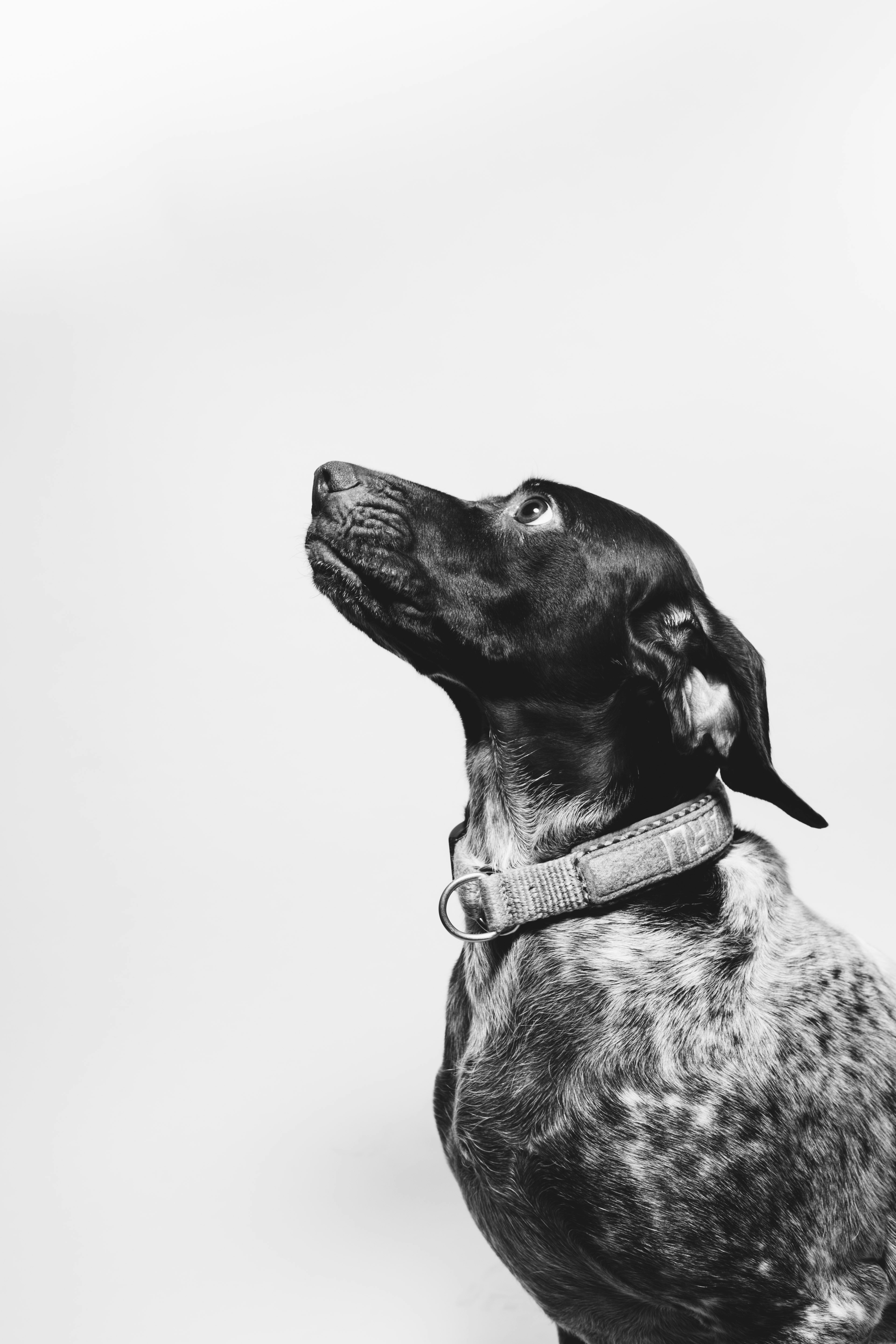 Pawgo gallery image