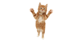 Kittify gallery image