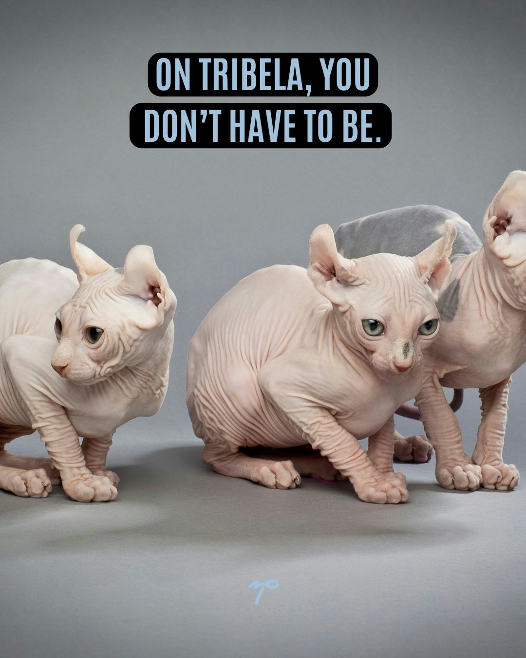 Join the Tribela Beta gallery image