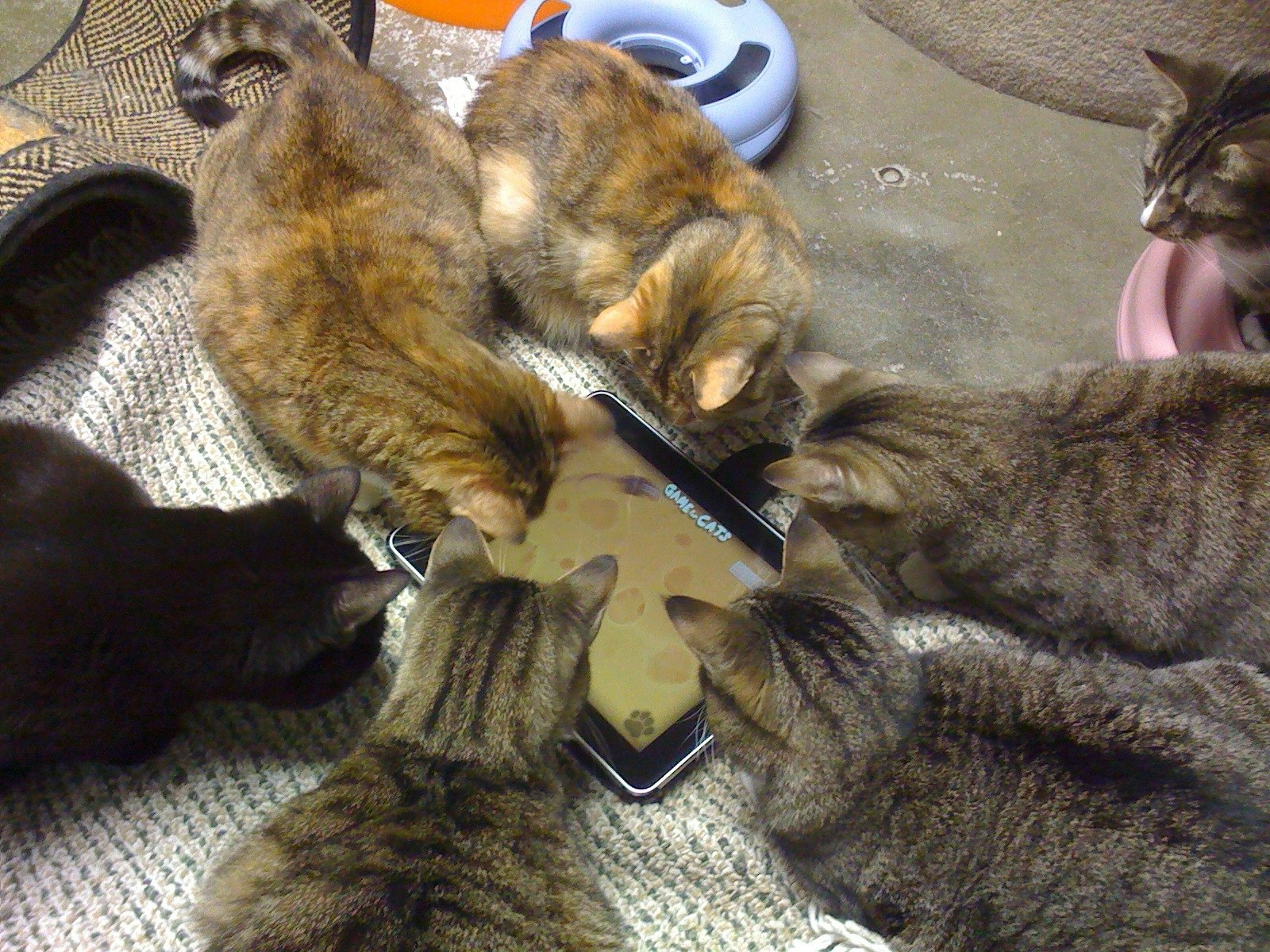 Game for Cats gallery image