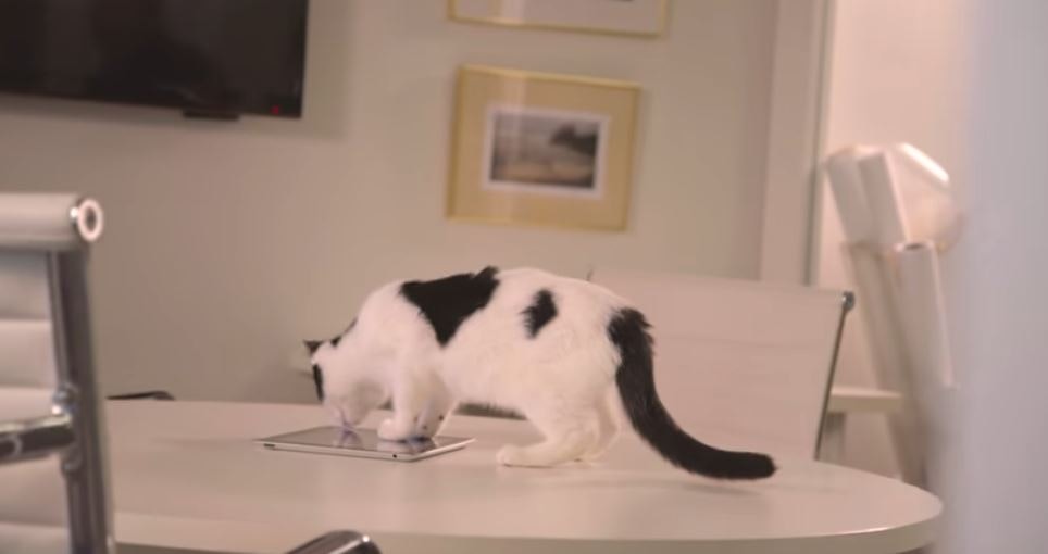 Candid Catmera gallery image