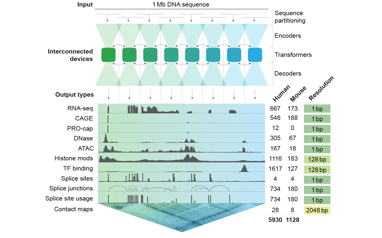 AlphaGenome Atlas gallery image