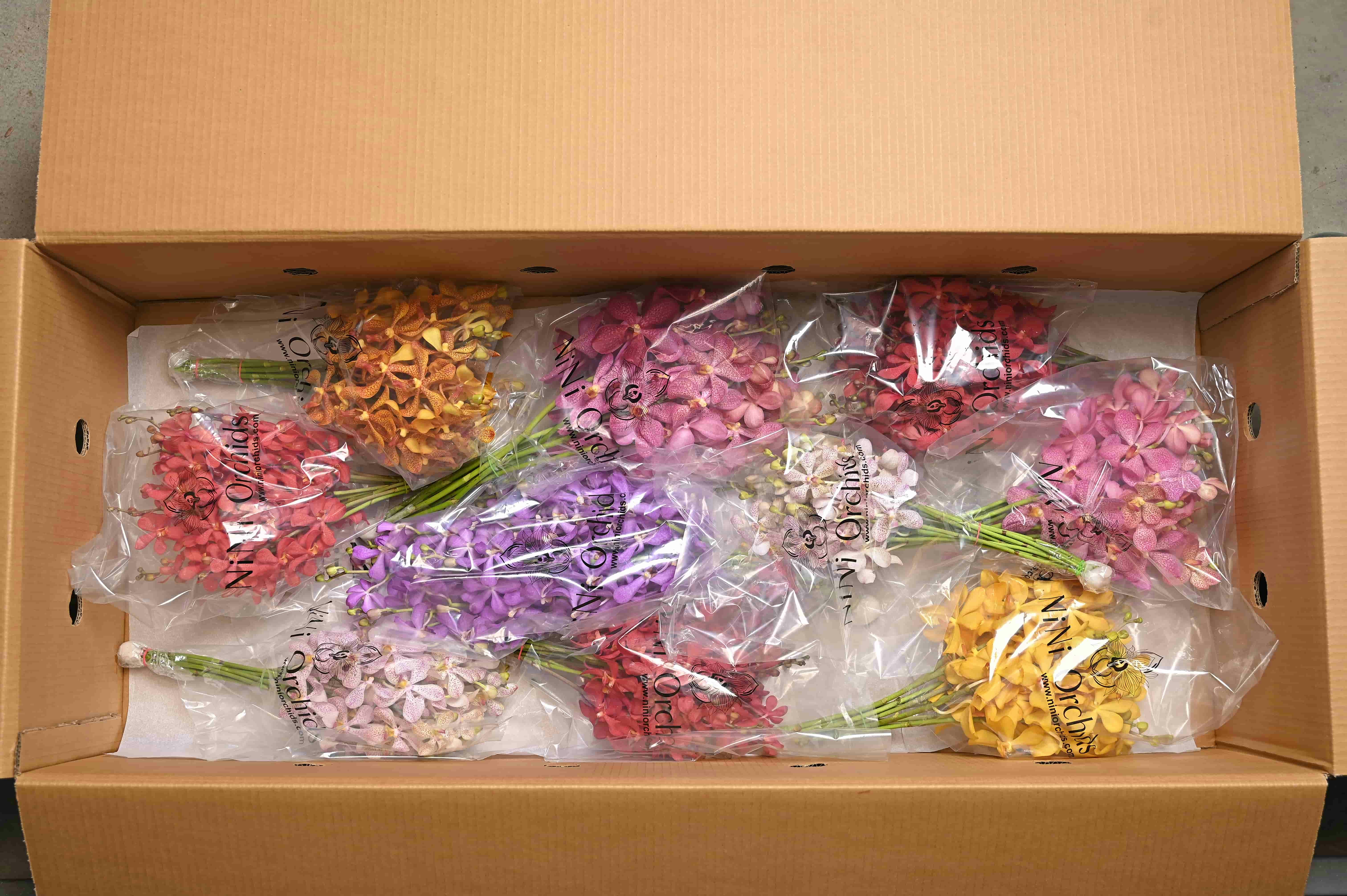 Nini Orchids gallery image