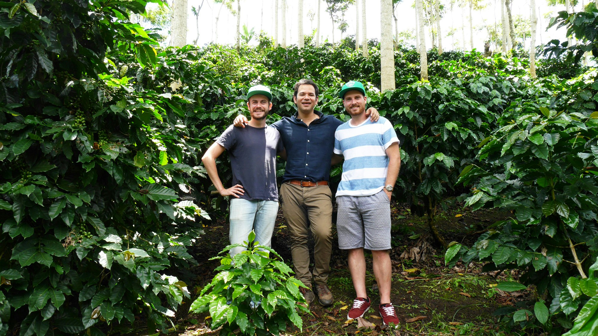 Wize Monkey Coffee Leaf tea gallery image