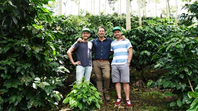 Wize Monkey Coffee Leaf tea gallery image