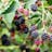 Caddo Thornless Blackberry Plants