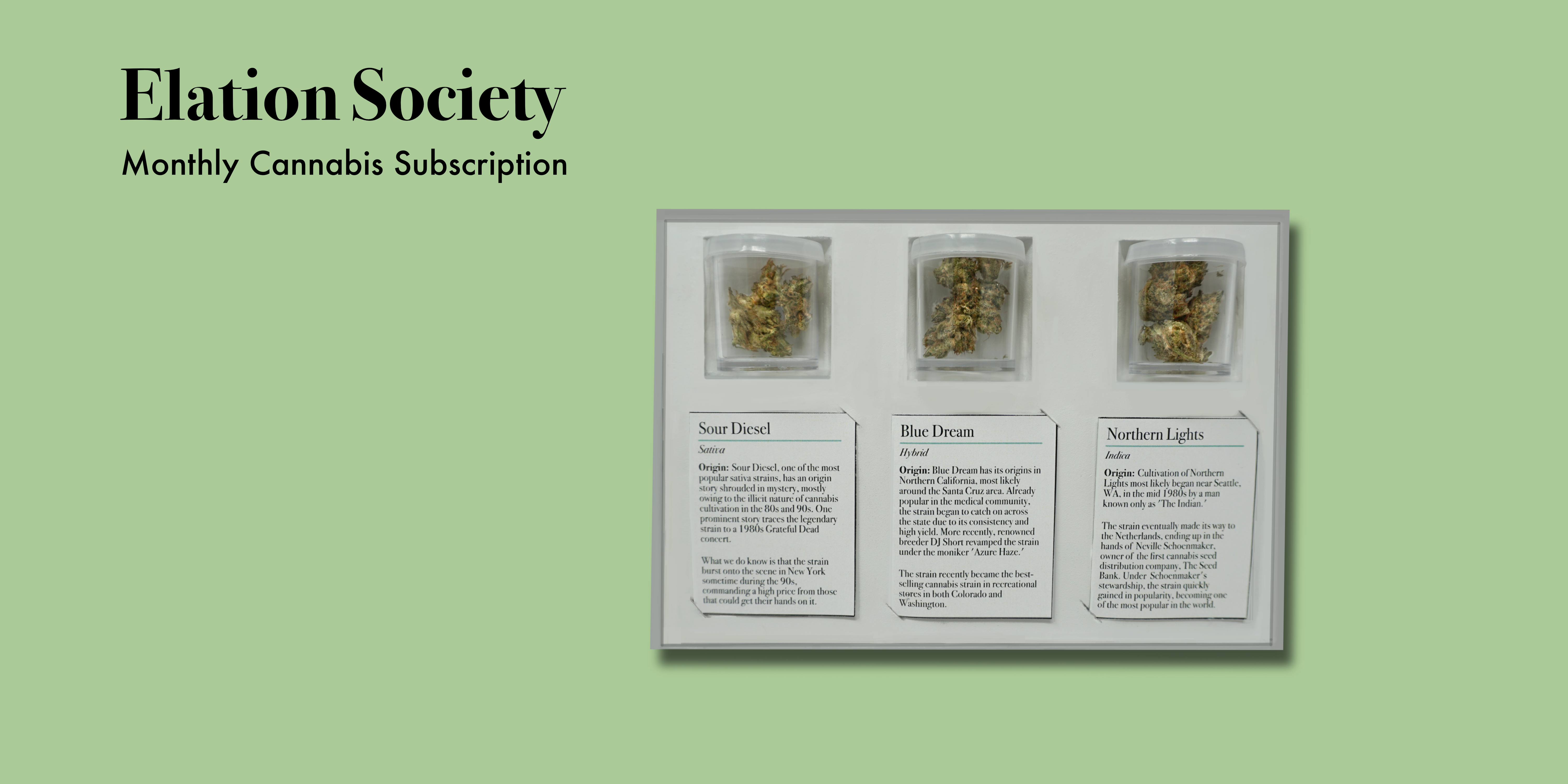 Elation Society gallery image