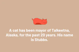MeowMeowFacts gallery image