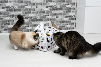 Cat Amazing gallery image