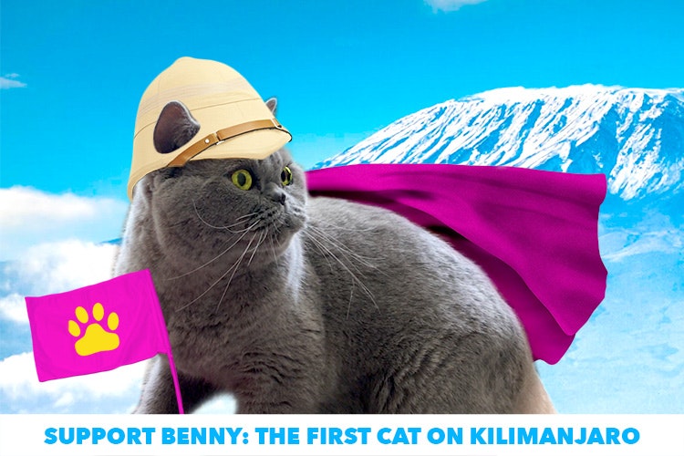 Wheelys Dreams gallery image