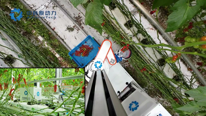 AI-based tomato-harvesting robot screenshot 1 (video preview)