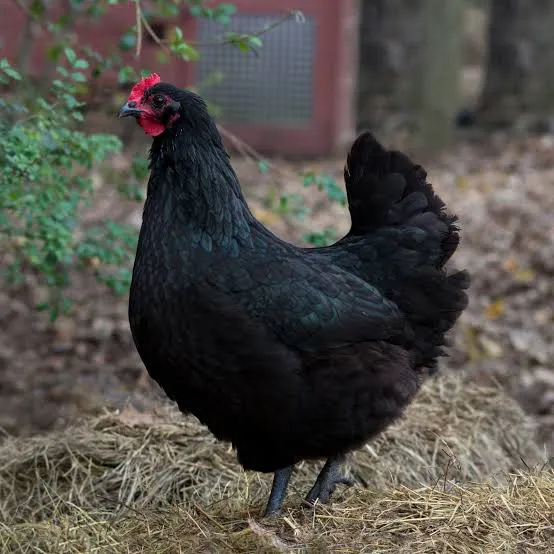 Laying Hens For Sale gallery image