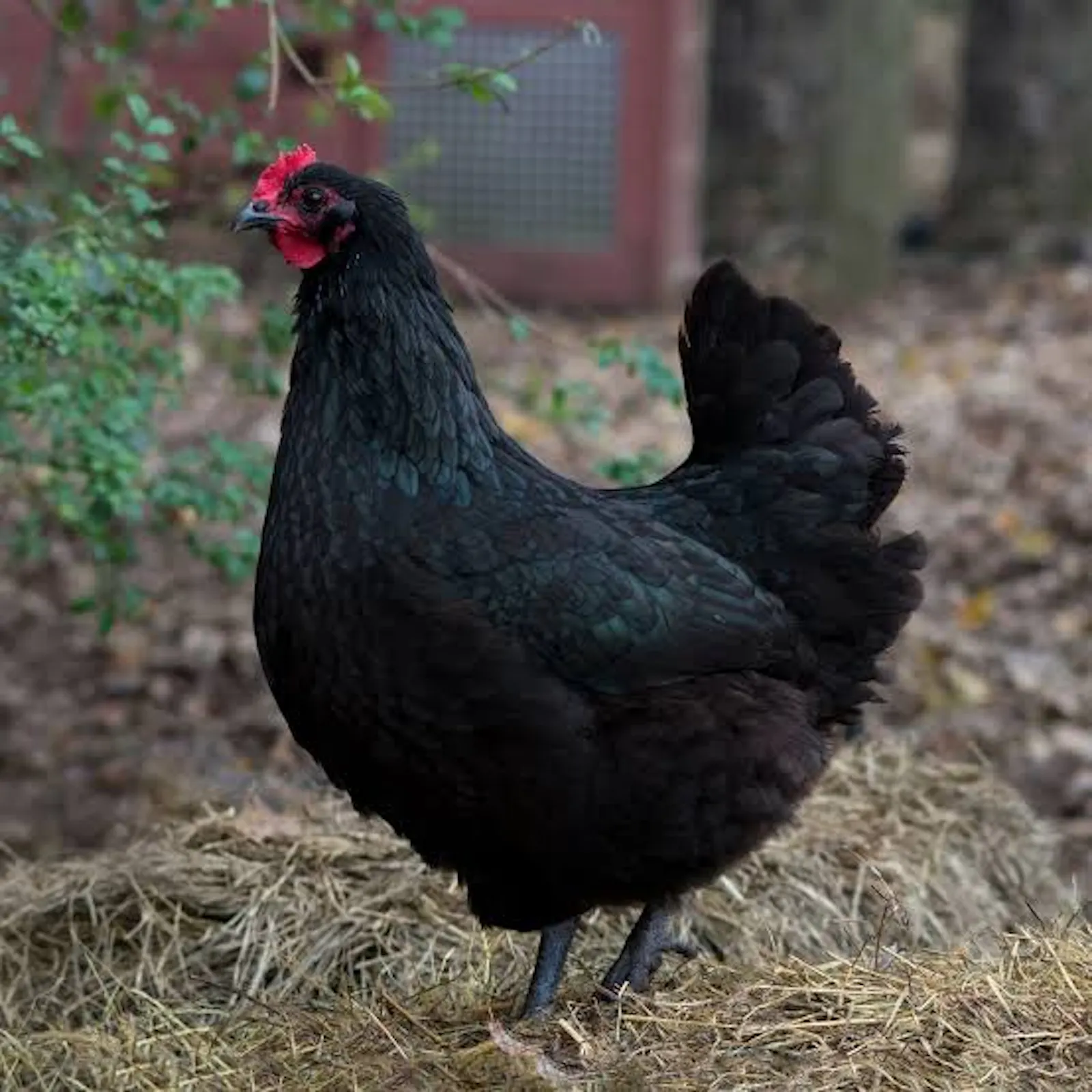 Laying Hens For Sale screenshot 2