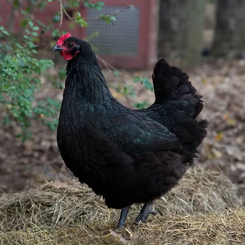 Laying Hens For Sale screenshot 2