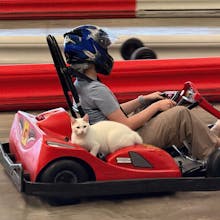 More Cats gallery image