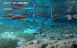 Trawo by Apeman media 3