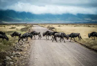 Africantrust Safari gallery image