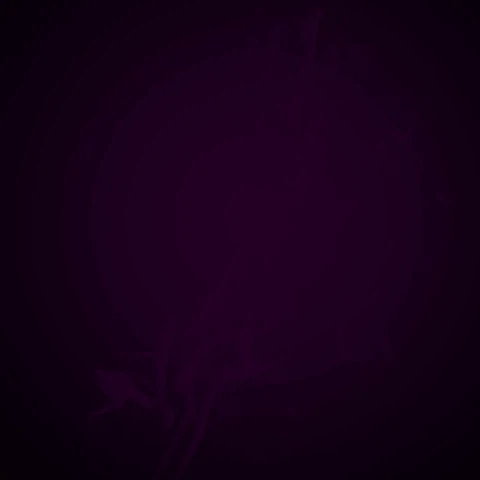 Auttogram | Automation for Instagram