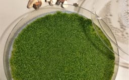 DIY fragrant moss kit media 1