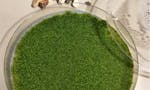 DIY fragrant moss kit image