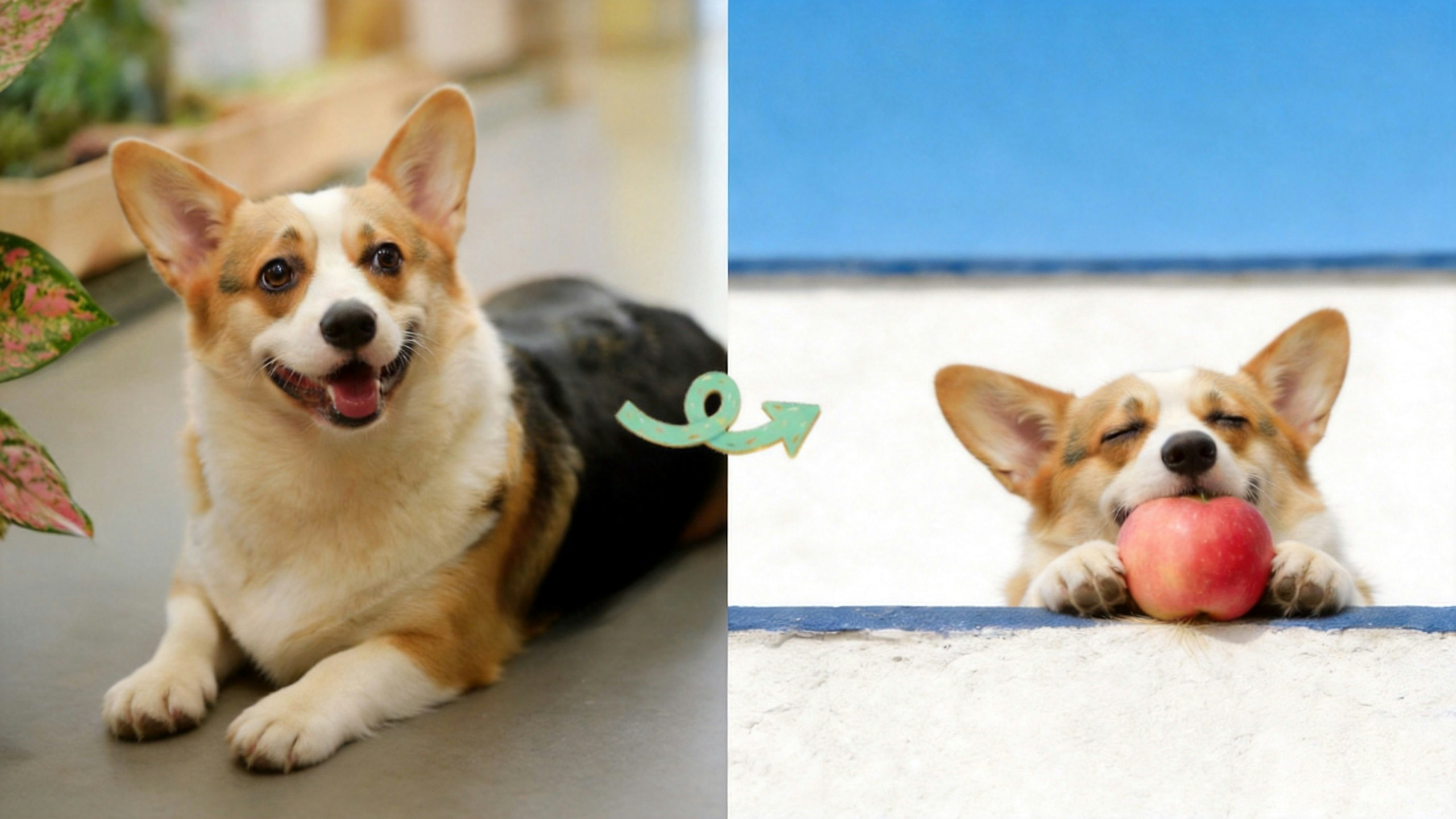DogPhotoAI gallery image