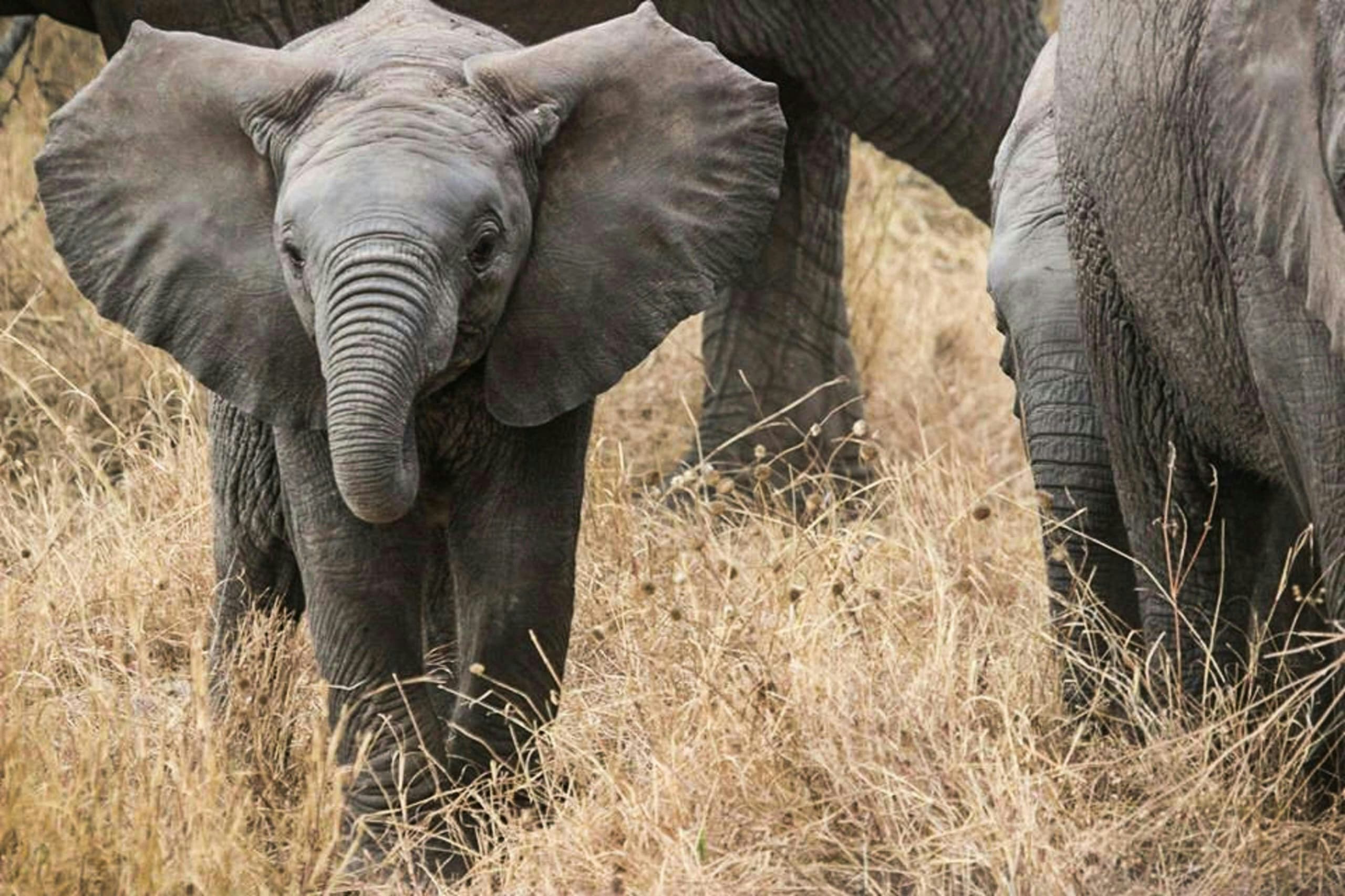 Africantrust Safari gallery image