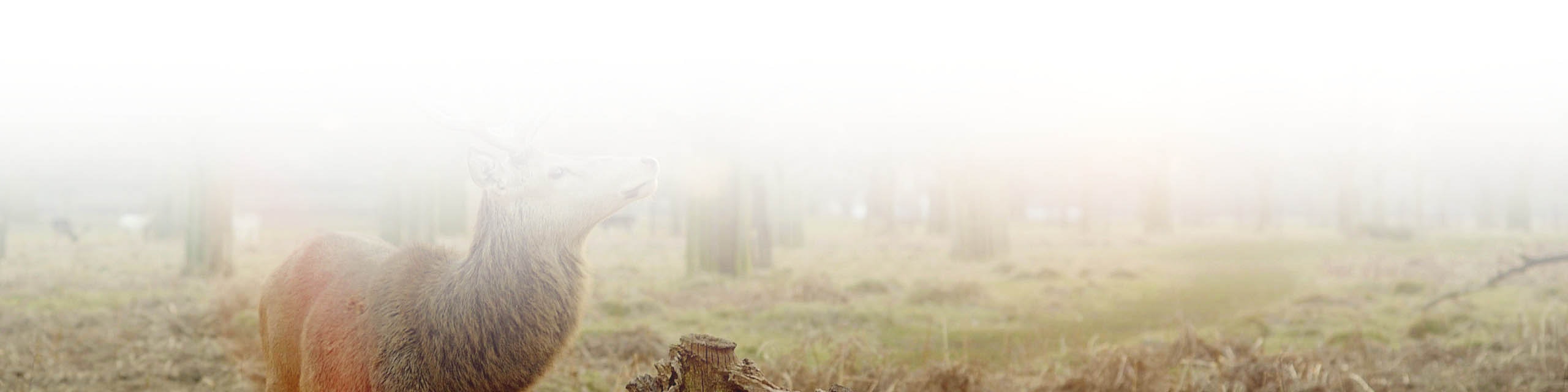 Answers - Q&A Diary gallery image