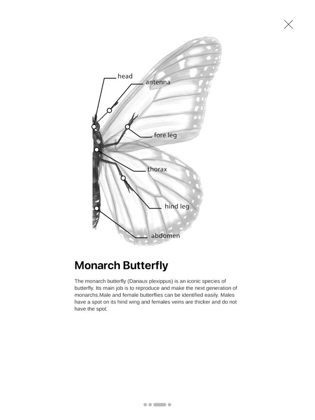 Butterfly Story gallery image