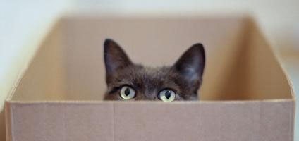 Shippn gallery image