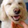 Pet a dog to use social media — by Roots