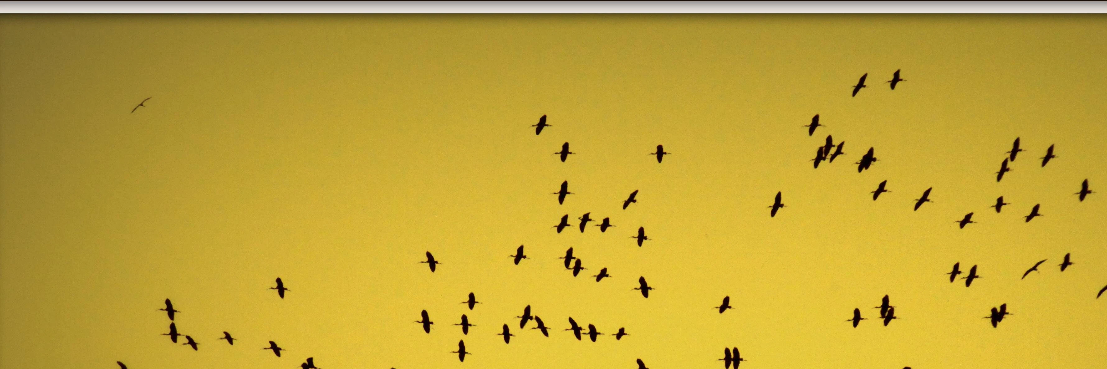 Max Tatton-Brown cover