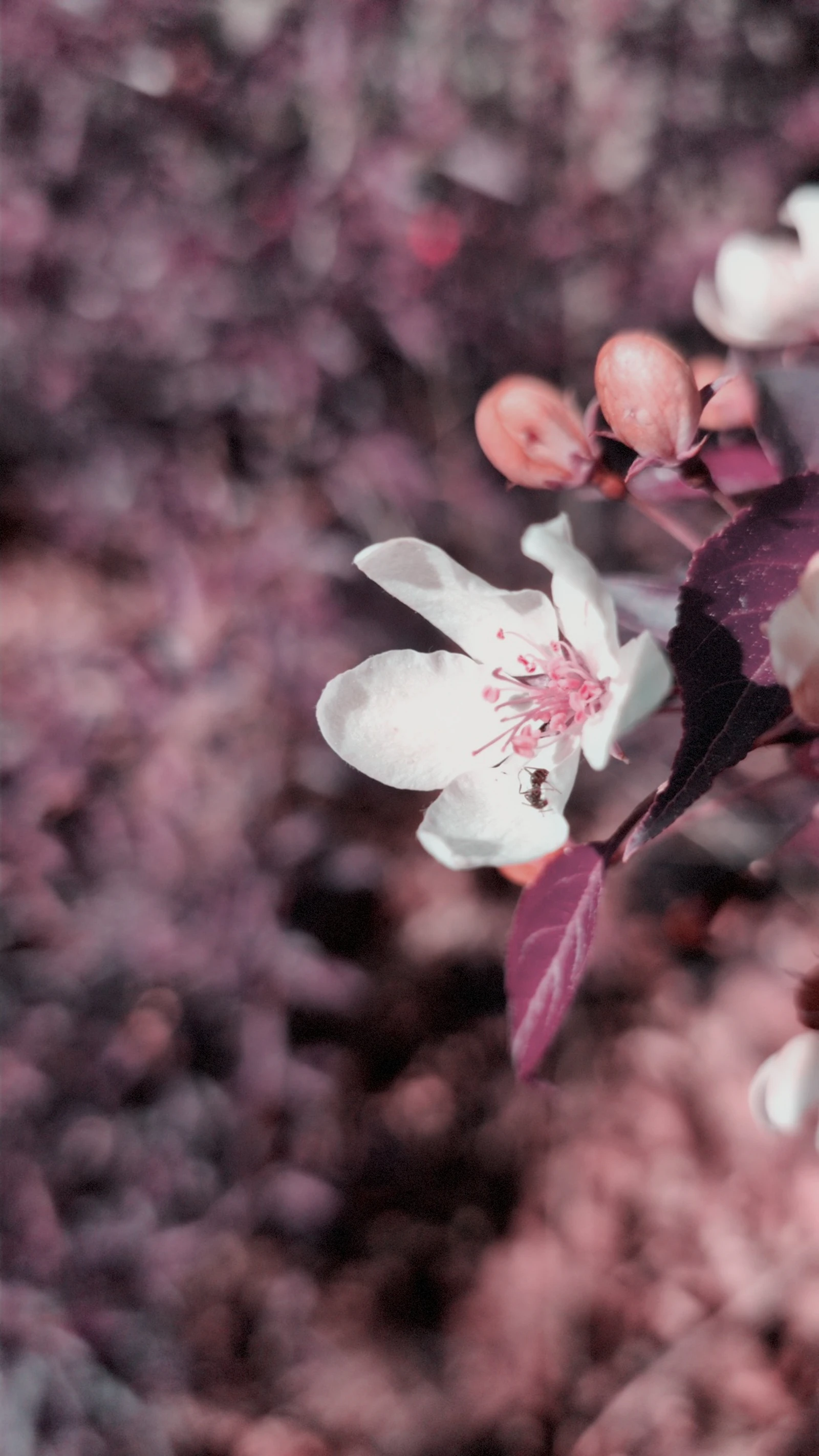 Apperture Photography screenshot 5