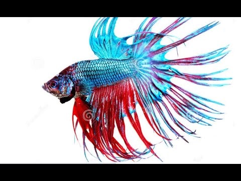 about tanks and keeping Betta Fish gallery image