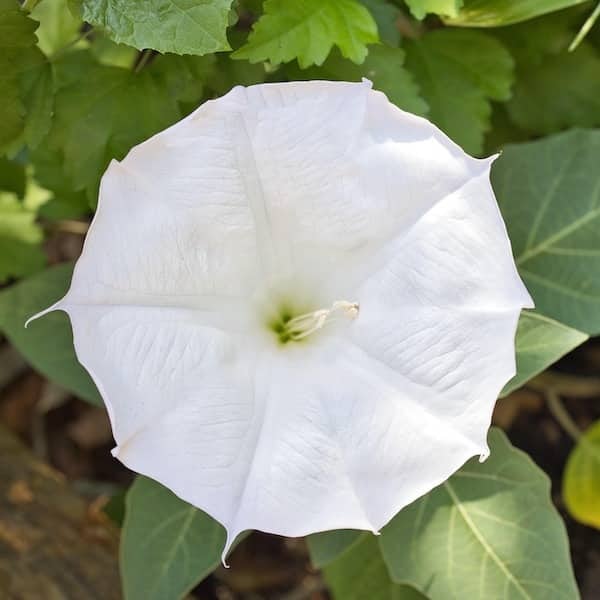 SeedsAlp - Screenshot 2 showing product features and functionality