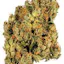frosting strain