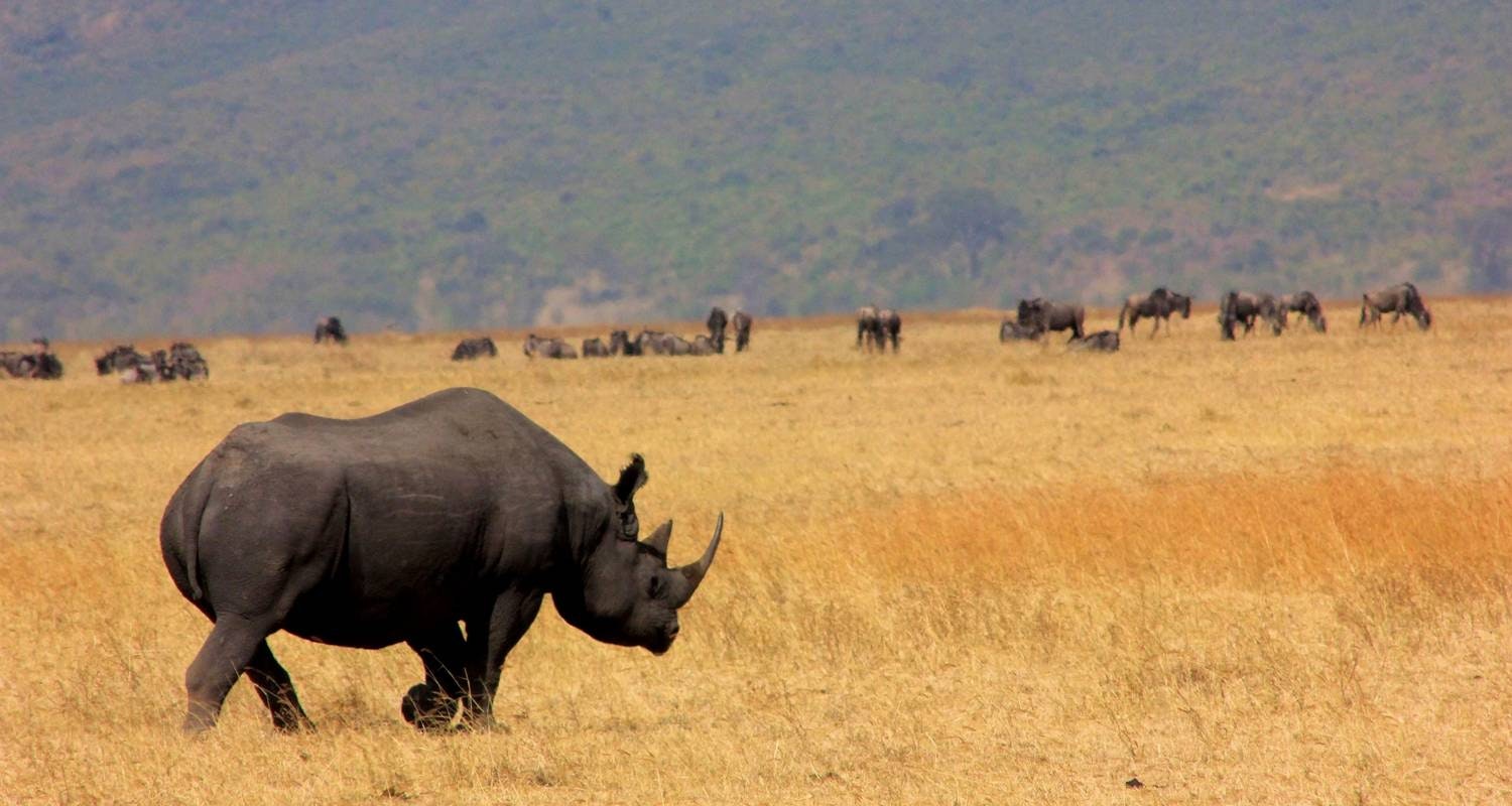 Africantrust Safari gallery image