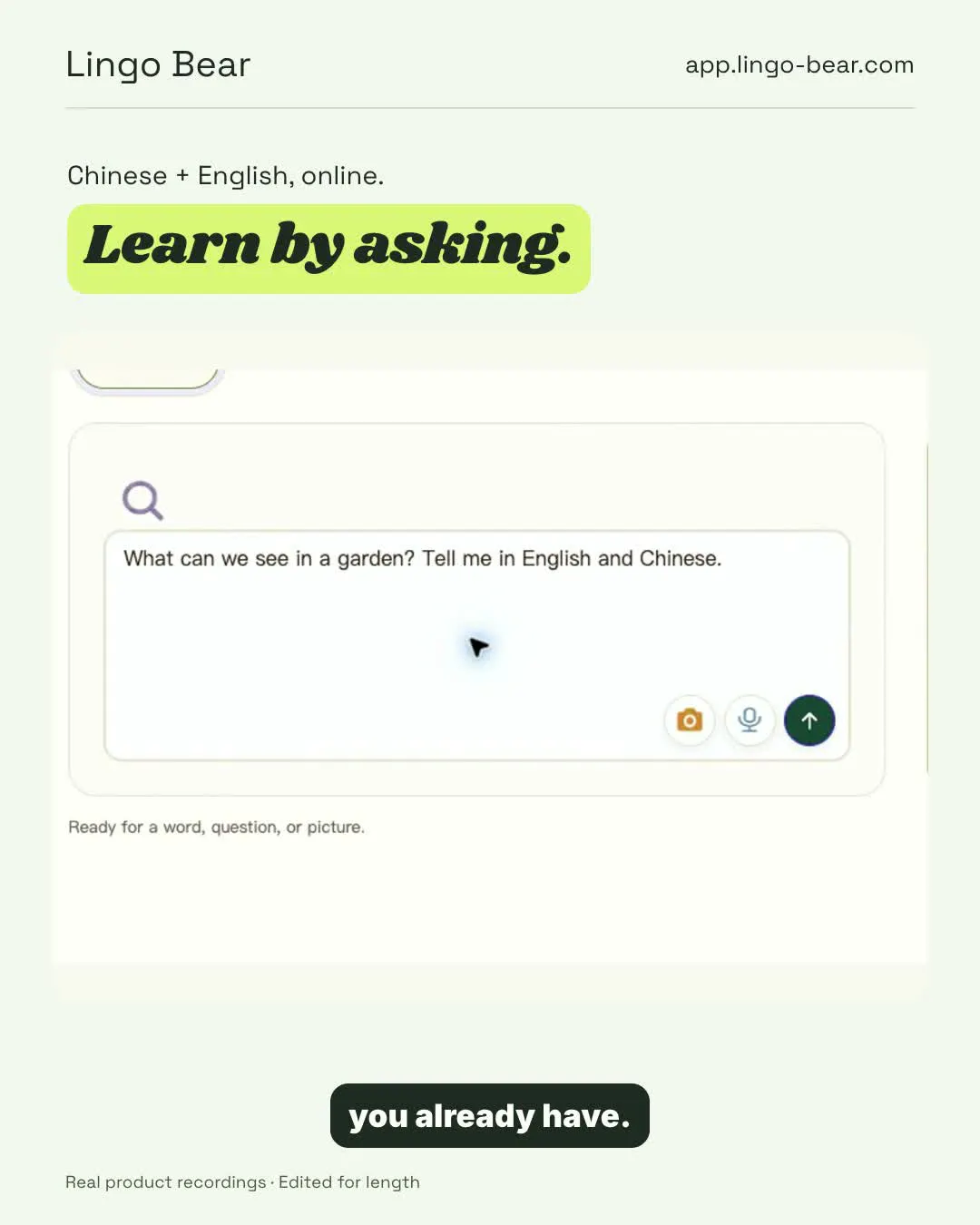 Lingo Bear gallery image
