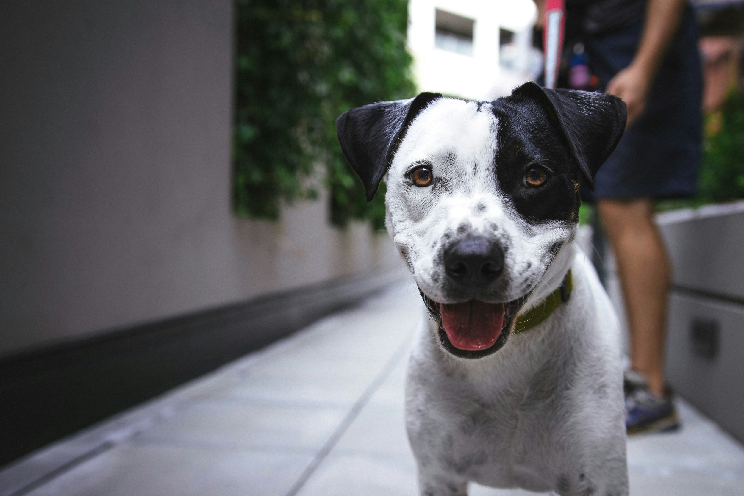 Paw it Forward gallery image